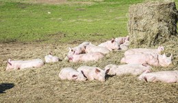 Pork: modelling the impact of the UK’s accession to CPTPP